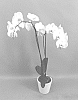 Phalaenopsis%20hybrid%20%27PHALGUZQEN%27