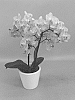 Phalaenopsis%20hybrid%20%27PHALYPBE%27