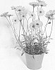 Osteospermum%20ecklonis%20Norl%20%27KLEOE19400%27