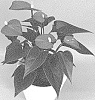 Anthurium%20andraeanum%20L.%20%27ANTHGYQZIL%27