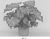 Caladium%20x%20hortulanum%20%27Pink%20Panther%27