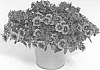 Calibrachoa%20sp.%20%27KLECA18408%27