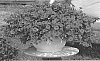 Calibrachoa%20sp.%20%27KLECA18501%27