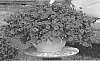 Calibrachoa%20sp.%20%27KLECA18501%27