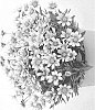 Coreopsis%20grandiflora%20%27DCORSOSB%27