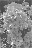 Rosa%20hybrida%20%27RUIRI0126A%27