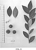 Vaccinium%20hybrid%20%27NS%2016-8%27