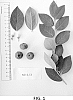 Vaccinium%20hybrid%20%27NS%2015-13%27