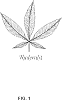 Cannabis%20ruderalis%20%2B%20Humulus%20lupulus%20%27ANEW%27
