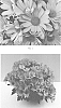 Chrysanthemum%20x%20morifolium%20%27CIDZ0101%27