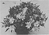Alstroemeria%20hybrida%20%27ZAPRICHARMI%27