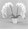 Phalaenopsis%20hybrid%20%27PHALGRUSEI%27