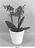 Phalaenopsis%20hybrid%20%27PHALINVIS%27