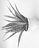 Sansevieria%20javanica%20%27HANSOTI26%27