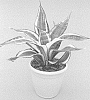 Sansevieria%20trifasciata%20%27HANSOTI23%27