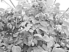 RASPBERRY%20PLANT%20NAMED%20%27HALLEY%27