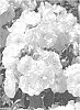 Rosa%20hybrida%20%27RUIBG0025A%27