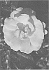 Rosa%20hybrida%20%27RUIRI0091A%27