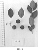 Vaccinium%20hybrid%20%27NS%2015-5%27