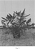 Buddleia%20hybrid%20%27SRPbudroy%27