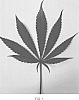 Cannabis%20hybrid%20%27Eighty%20Eight%27
