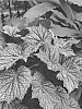 Begonia%20hybrid%20%27Sterling%20Moon%27