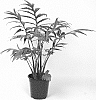 Alocasia%20brancifolia%20%27PPIALO008%27
