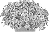 Calibrachoa%20parviflora%20%27Docalaltidab%27