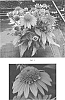 Echinacea%20x%20hybrida%20%27Balsomstor%27