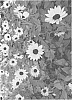 Helianthus%20x%20hybridus%20%27TMSNBLEV16-1%27