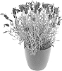 Lavandula%20stoechas%20%27AGRI811%27