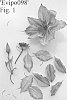 Clematis%20viticella%20%27Evipo098%27