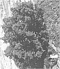 Lagerstroemia%20indica%20%27HOCH1099%27