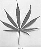 Cannabis%20hybrid%20%27Painted%20Lady%27