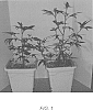 Cannabis%20spp.%20%27C2B%27