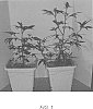 Cannabis%20spp.%20%27C2B%27