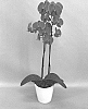 Phalaenopsis%20hybrid%20%27PHALKEDHY%27