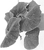 Begonia%20masoniana%20%27EC-BEGO-2009%27