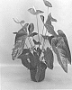 Anthurium%20andraeanum%20L.%20%27ANTHIJTDEN%27