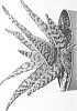 Aloe%20aculeata%20%27EC-ALAC-2003%27
