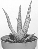 Aloe%20aculeata%20%27EC-ALAC-2000%27