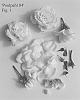 Rosa%20hybrida%20%27Poulpah104%27