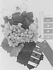 Vitis%20interspecific%20hybrid%20%27IFG%20Forty-six%27