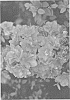Rhododendron%20hybrid%20%27NCRX4%27
