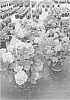 Hydrangea%20serrata%20x%20macrophylla%20%27SMNHSC%27