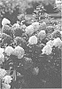 Hydrangea%20paniculata%20%27SMNHPH%27