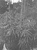 Cannabis%20sativa%20%27V3%27