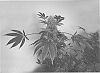 Cannabis%20sativa%20%27Honey%20H-2018%27