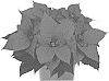 Euphorbia%20pulcherrima%20Willd.%20%27Dopoinvikpro%27