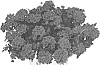 Verbena%20X%20hybrida%20%27Doveremsucore%27